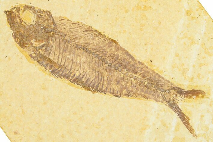 Detailed Fossil Fish (Knightia) - Wyoming #379460
